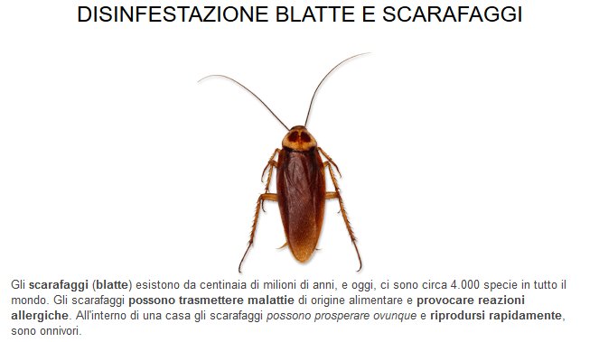 disinfestazione34-blatte